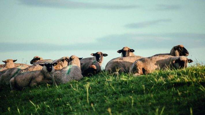 Natur und Ruhe in der Boddenlandschaft