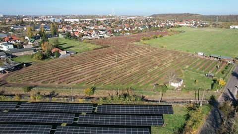 Halle / Ammendorf Bauernhöfe, Landwirtschaft, Halle / Ammendorf Forstwirtschaft