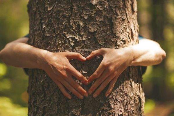 ökologisches Bauen mit Holz