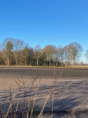 Wald  Richtung Lichtenmoor.jpg