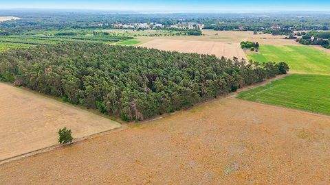 Möckern Bauernhöfe, Landwirtschaft, Möckern Forstwirtschaft