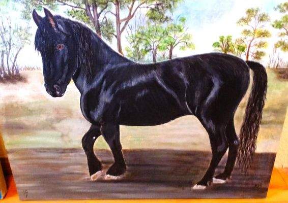 Pferdefreunde aufgepasst