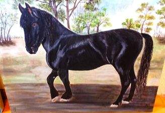 Pferdefreunde aufgepasst