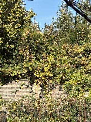 Eingewachsenes Grundstück