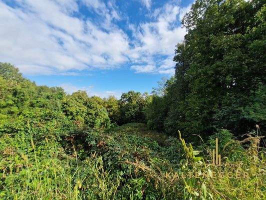 Blick auf das Grundstück (gerodete Baufläche 863 m² und dahinter Wald ca. 2414 m²) von der Straße aus
