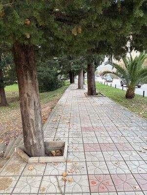 alter Baumbestand geht vor!