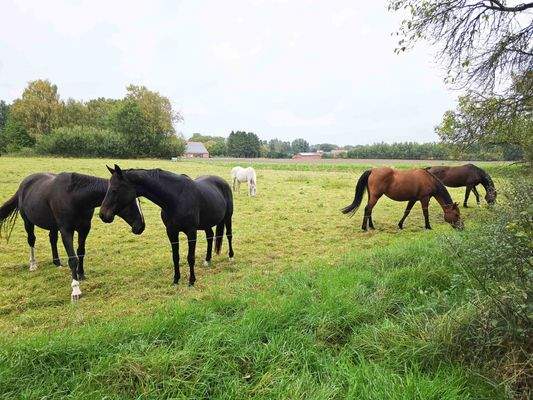 angrenzende Pferdeweide