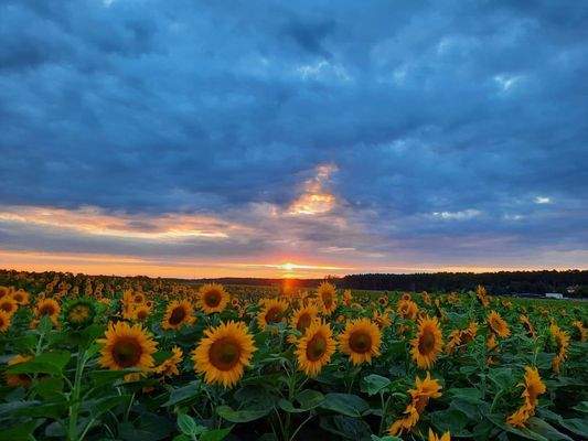 Sonnenblumenfeld am Landhaus