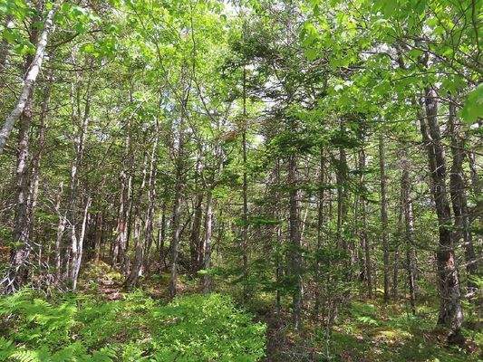 Cape Breton - Tolles Bau-Grundstück mit 12.400 m² 