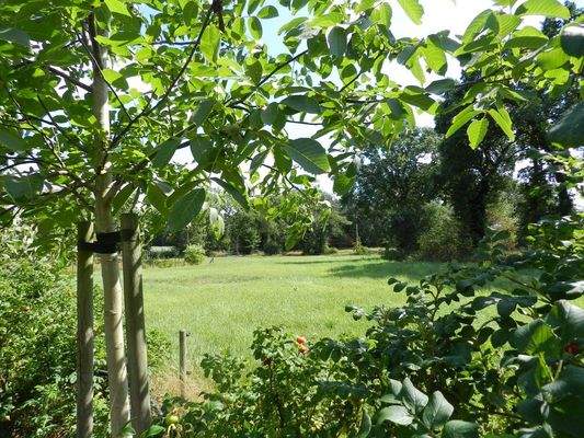 Weidefläche-Bauland