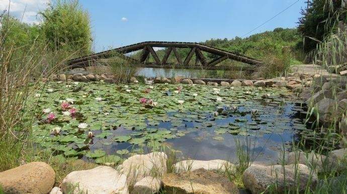 Filterteich mit Seerosen