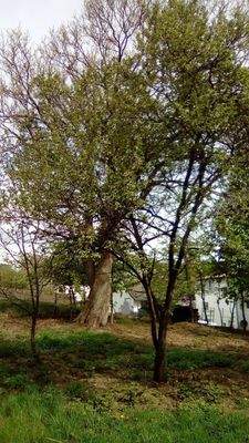 Garten mit Esskastanie