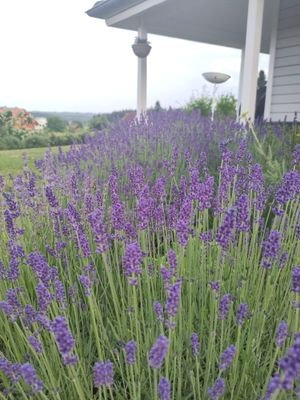 Lavendel im Garten