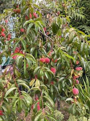 Einer von vielen, teils exotischen Obstbäumen