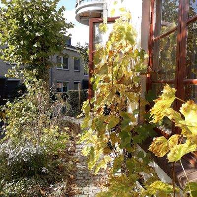 Gartenidylle vor dem Haus