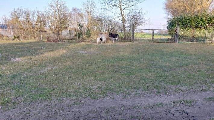 Wohlfühlzone f. Schafe u Esel