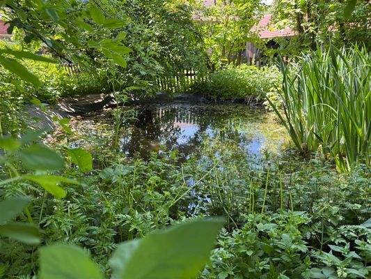 Teich (Sommer)