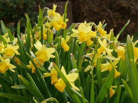 Biblis Häuser, Biblis Haus kaufen