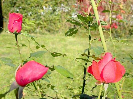 Blumenfreude im Garten