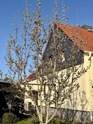 Magnolienbaum im Garten