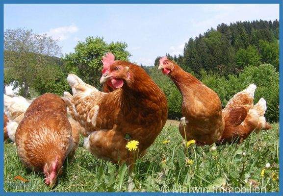 Hühner 
