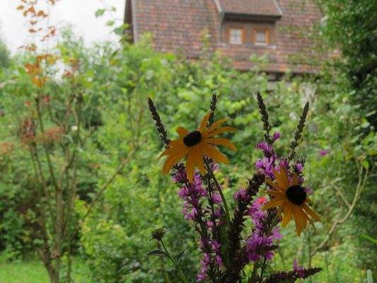 ... etwas verwildert aber bunt