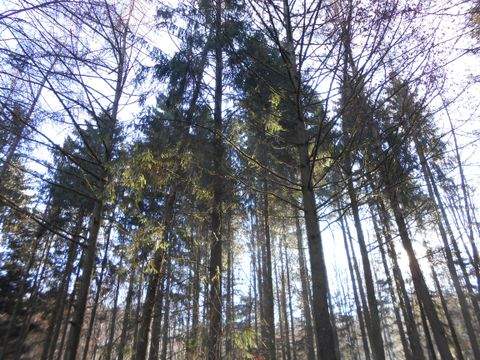 Soyen Bauernhöfe, Landwirtschaft, Soyen Forstwirtschaft