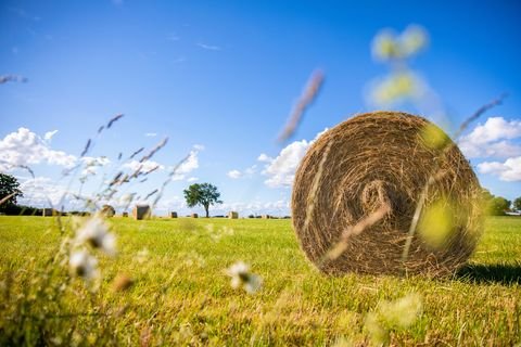 Straubing Bauernhöfe, Landwirtschaft, Straubing Forstwirtschaft