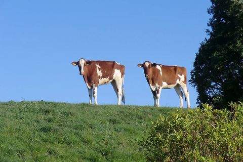 Dornum Wohnungen, Dornum Wohnung kaufen