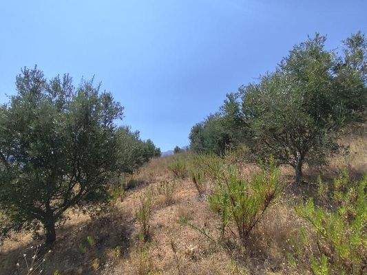 Kreta, Georgioupoli: Premium-Grundstück mit fertiger Lizenz in der Nähe des Dorfes zu verkaufen