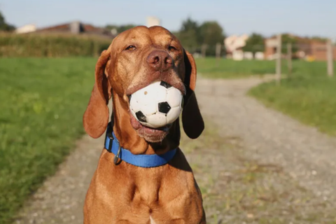 Detmold Häuser, Detmold Haus mieten 