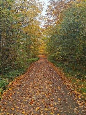 Der Weg von Ihrem neuen Zuhaus zur Trave/ Ostsee
Hier darf man auch Reiten