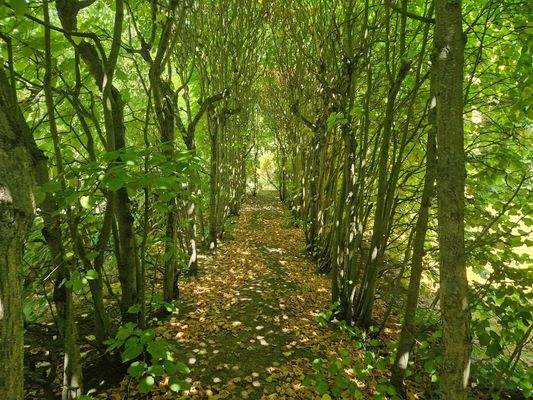 Laubengang von innen