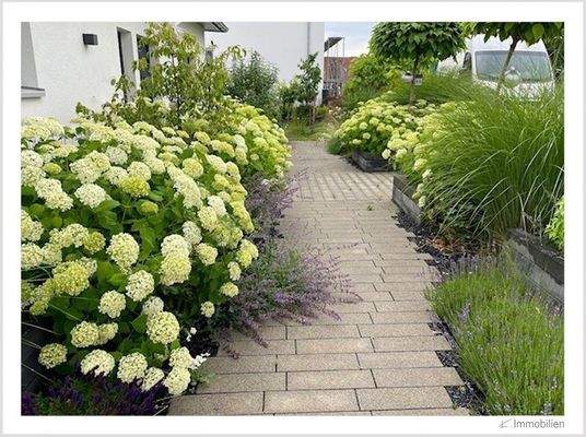 145-2025 Hortensien Eingang.jpg