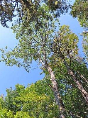 Cape Breton - Cleveland - Wunderschönes See-Ufer-G