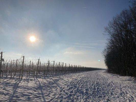 Winterimpressionen: Weinberge