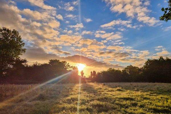 Abendstimmung auf der Wiese