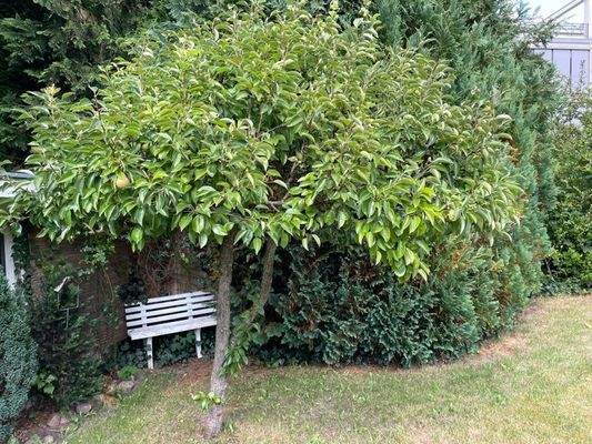 Gartenhaus mit Gartenbank