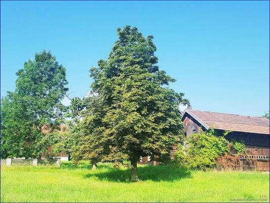 Der alte Baumbestand auf dem sonnigen Grundstück