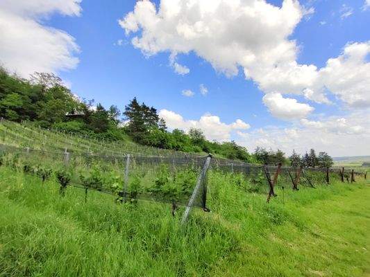 Weingarten vor Hütte.jpg