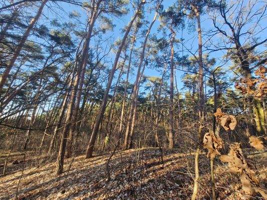 urige große Waldfläche