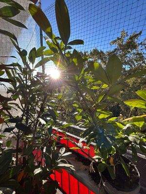 sehr viel Sonne.jpeg