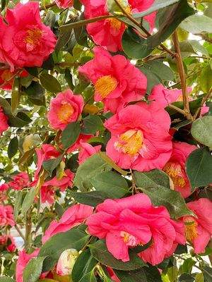 Pflanzenpracht im Wintergarten