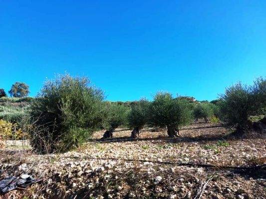 Ostkreta, Pappagiannades: Bewohnbares Haus mit Olivenbäumen und Bergblick zu verkaufen