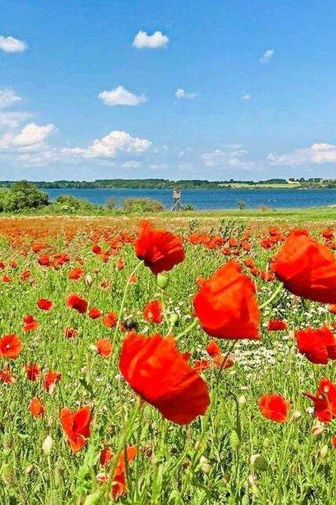 Nordwestmecklenburg - Landkreis - Dassow Häuser, Nordwestmecklenburg - Landkreis - Dassow Haus kaufen