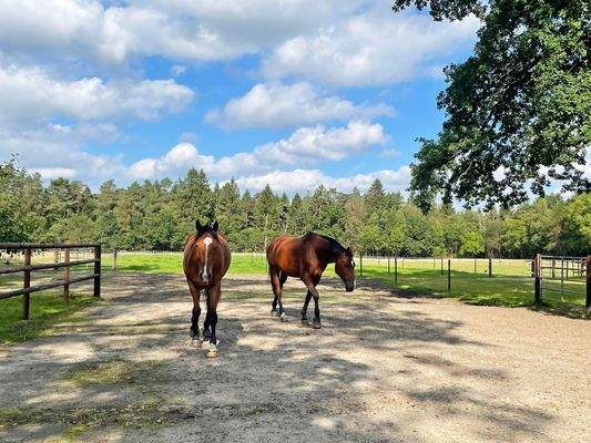 Großzügige Weideflächen