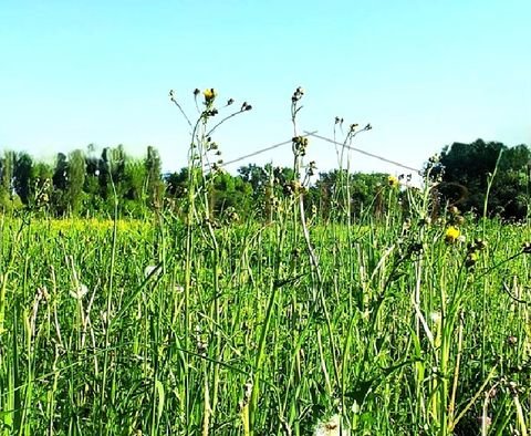 Ilmenau Bauernhöfe, Landwirtschaft, Ilmenau Forstwirtschaft