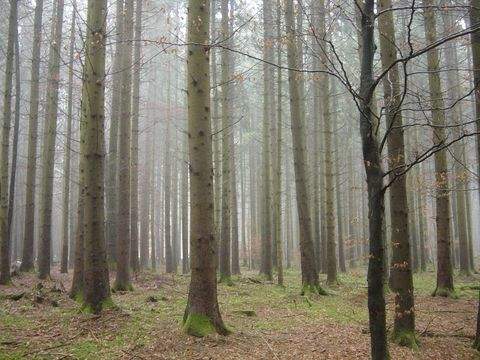 Regensburg Bauernhöfe, Landwirtschaft, Regensburg Forstwirtschaft