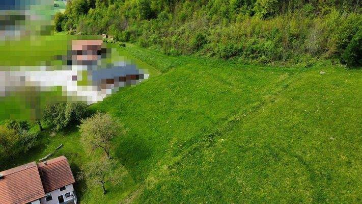 Luftbild der Wiese.jpeg