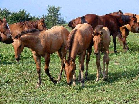 Ippesheim Häuser, Ippesheim Haus kaufen